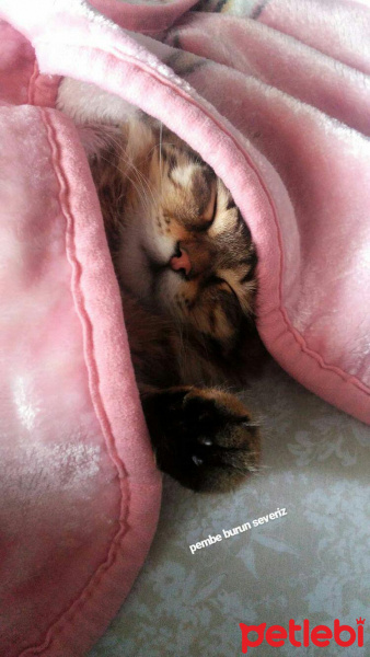 Tekir Kedi, Kedi  alien fotoğrafı