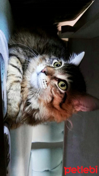 Tekir Kedi, Kedi  alien fotoğrafı