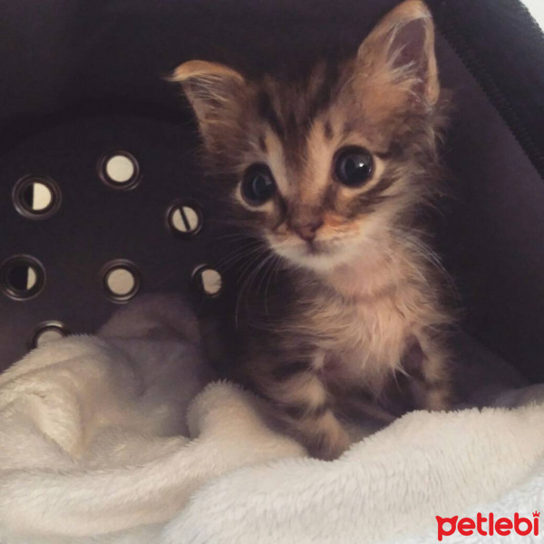 Tekir Kedi, Kedi  alien fotoğrafı