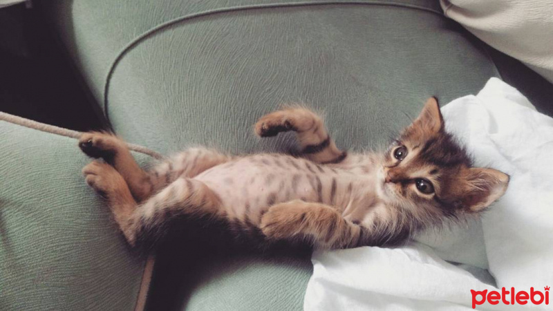 Tekir Kedi, Kedi  alien fotoğrafı