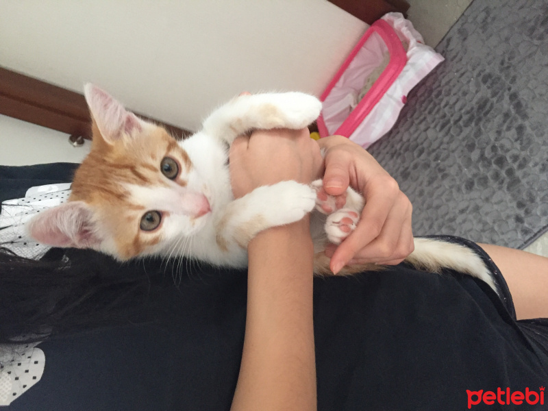 Sarman, Kedi  Fındık fotoğrafı