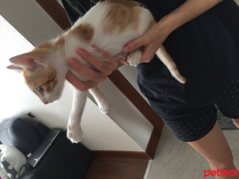 Sarman, Kedi  Fındık fotoğrafı