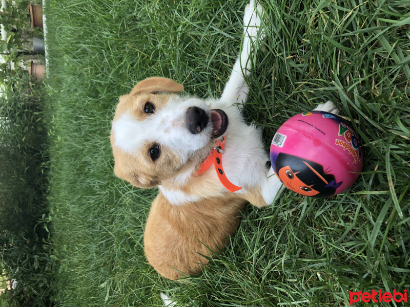 Norfolk Terrier, Köpek  Oscar fotoğrafı