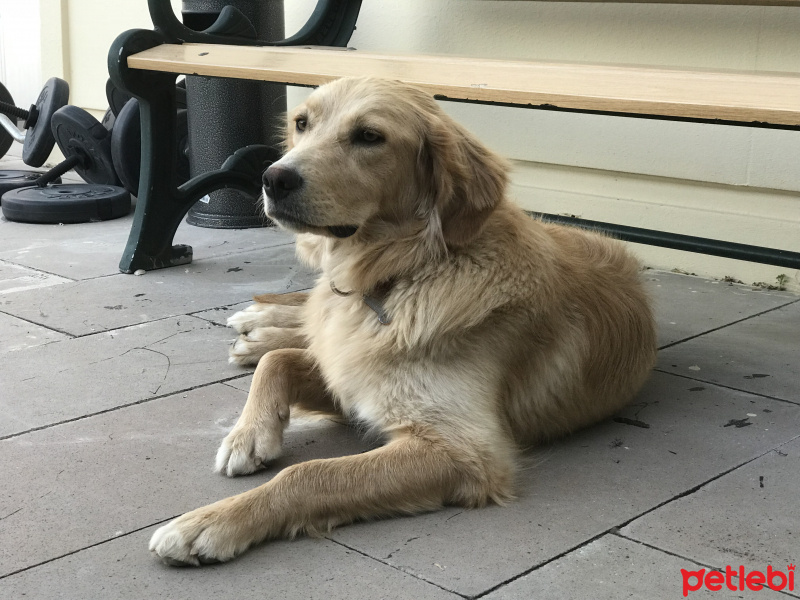 Golden Retriever, Köpek  Köpük fotoğrafı