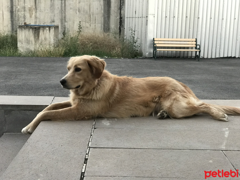 Golden Retriever, Köpek  Köpük fotoğrafı
