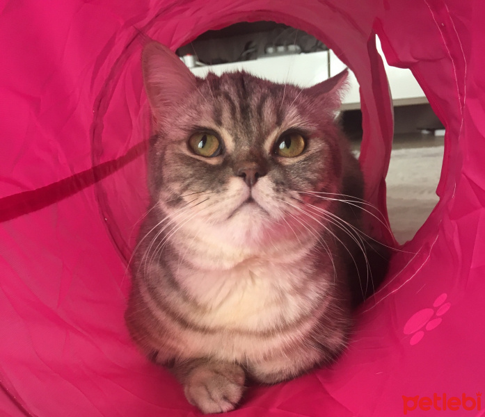 British Shorthair, Kedi  alya fotoğrafı