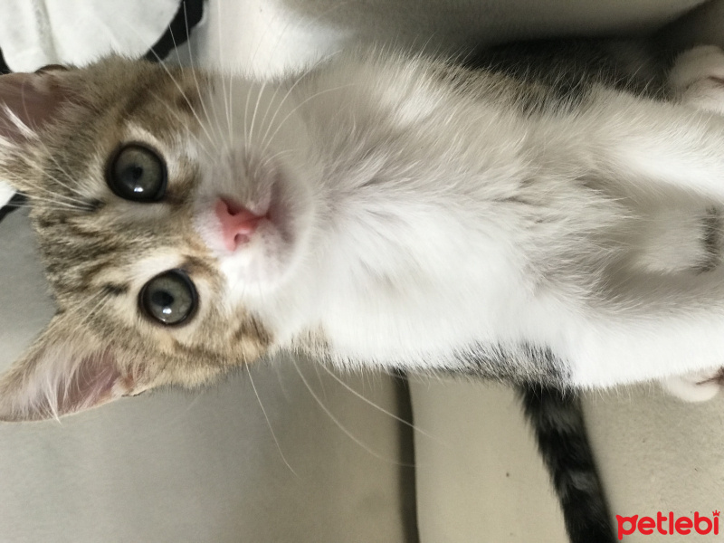 Abyssinian, Kedi  Pamuk fotoğrafı
