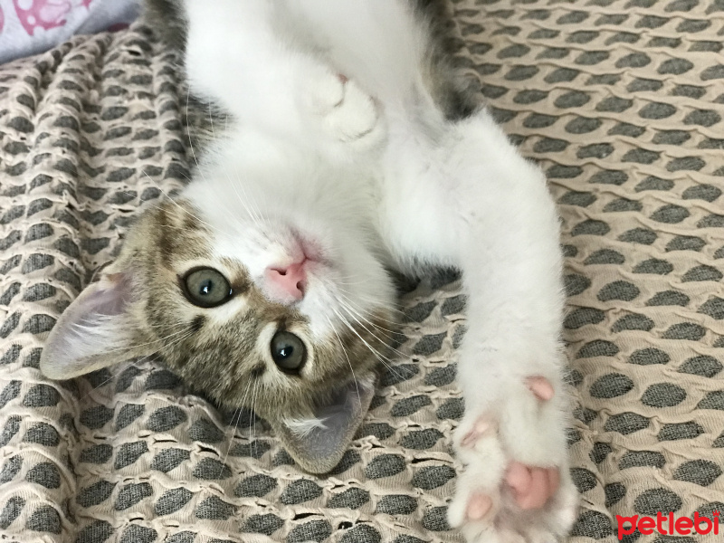 Abyssinian, Kedi  Pamuk fotoğrafı