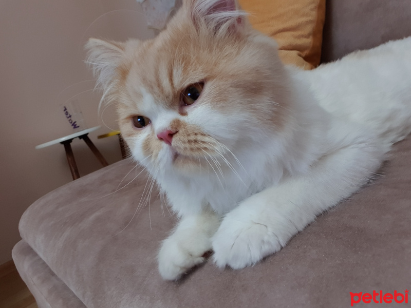 İran Kedisi (Persian), Kedi  Gofret fotoğrafı