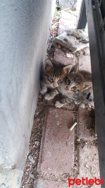 Tekir Kedi, Kedi  Bücürler fotoğrafı