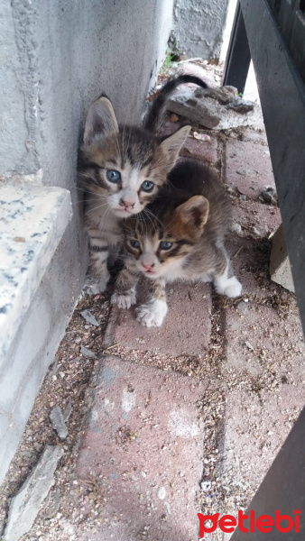 Tekir Kedi, Kedi  Bücürler fotoğrafı