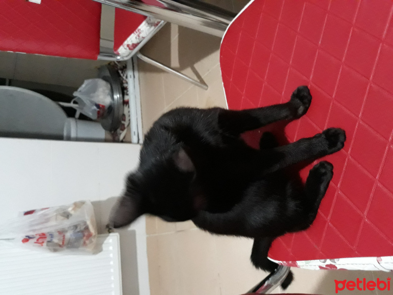 Bombay, Kedi  Karam fotoğrafı