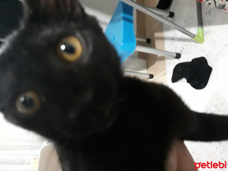 Bombay, Kedi  Karam fotoğrafı