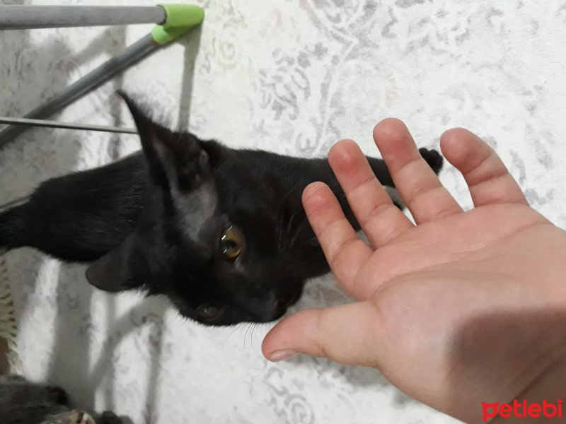 Bombay, Kedi  Karam fotoğrafı