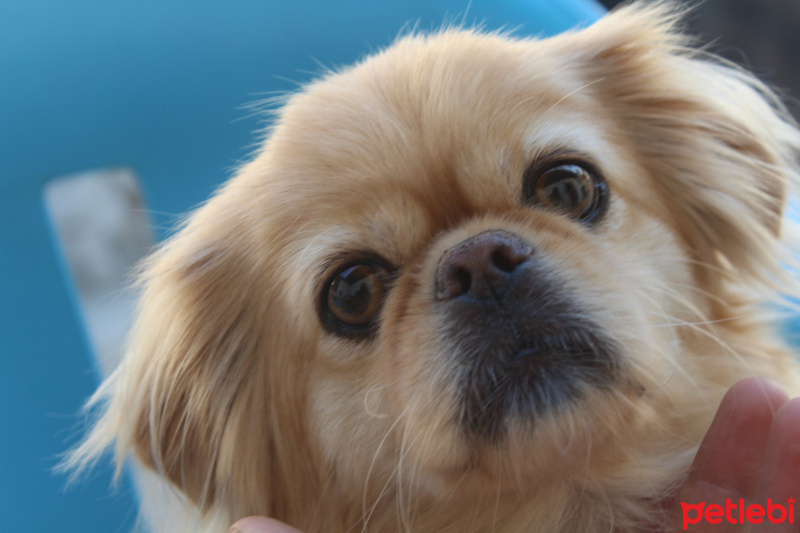 Pekingese, Köpek  Şirin fotoğrafı