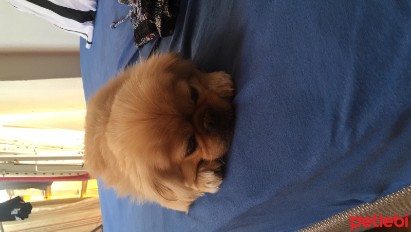 Pekingese, Köpek  Şirin fotoğrafı