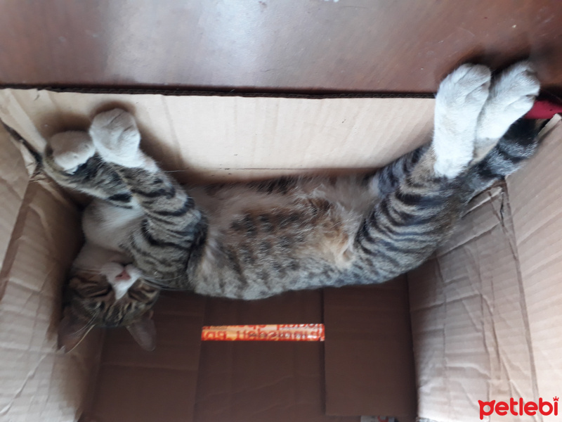 Tekir Kedi, Kedi  Mahmure fotoğrafı