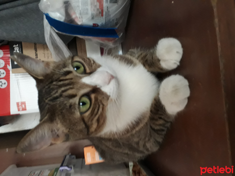 Tekir Kedi, Kedi  Mahmure fotoğrafı