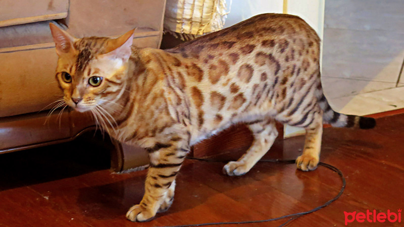 Bengal, Kedi  Zıpkın fotoğrafı