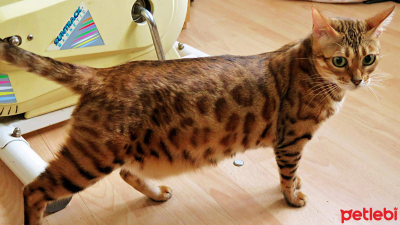 Bengal, Kedi  Disket fotoğrafı