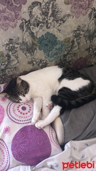 Tekir Kedi, Kedi  Fındık fotoğrafı