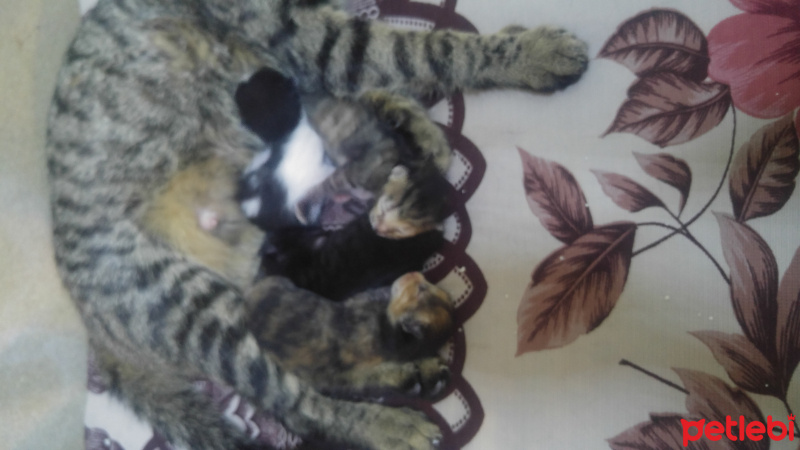 Tekir Kedi, Kedi  Bıdık, karam, boncuk, haylaz fotoğrafı