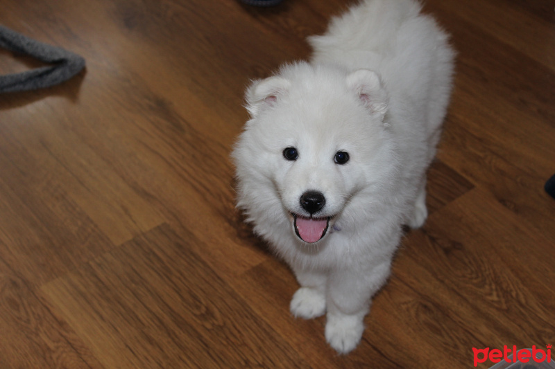 Samoyed, Köpek  Ponyo fotoğrafı