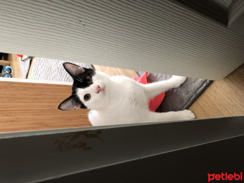 Tekir Kedi, Kedi  Fiko fotoğrafı