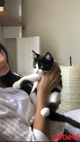 Tekir Kedi, Kedi  Osman fotoğrafı