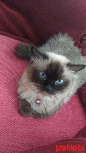 Siyam Kedisi, Kedi  şila fotoğrafı
