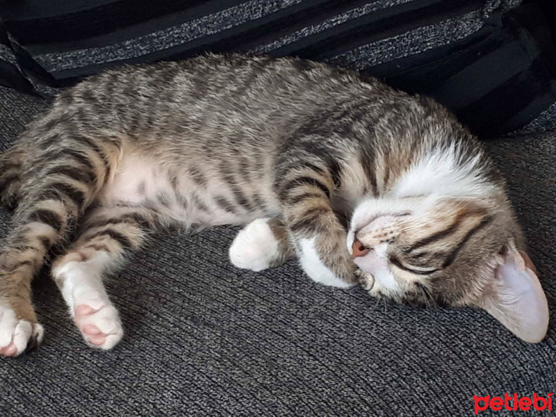Tekir Kedi, Kedi  pati fotoğrafı