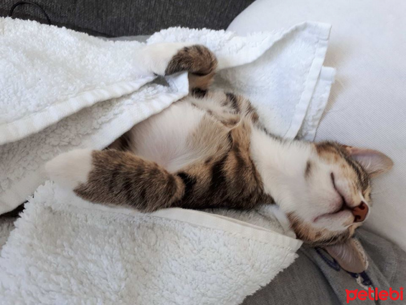 Tekir Kedi, Kedi  pati fotoğrafı