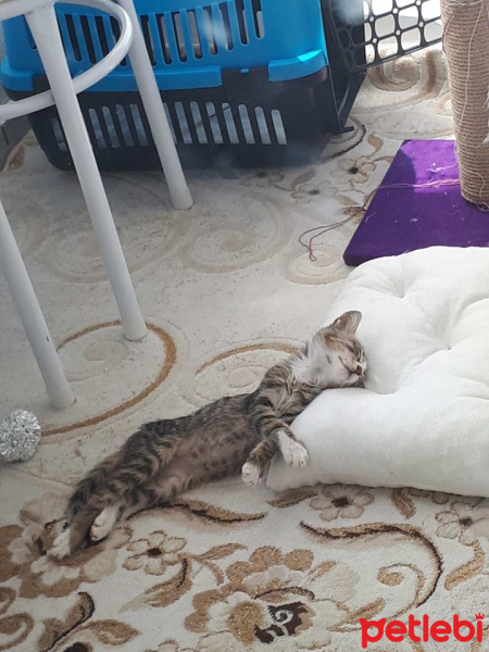 Tekir Kedi, Kedi  pati fotoğrafı