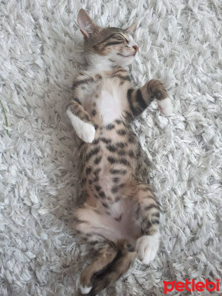 Tekir Kedi, Kedi  pati fotoğrafı
