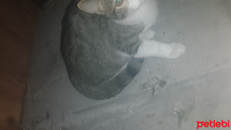 Tekir Kedi, Kedi  Maya fotoğrafı