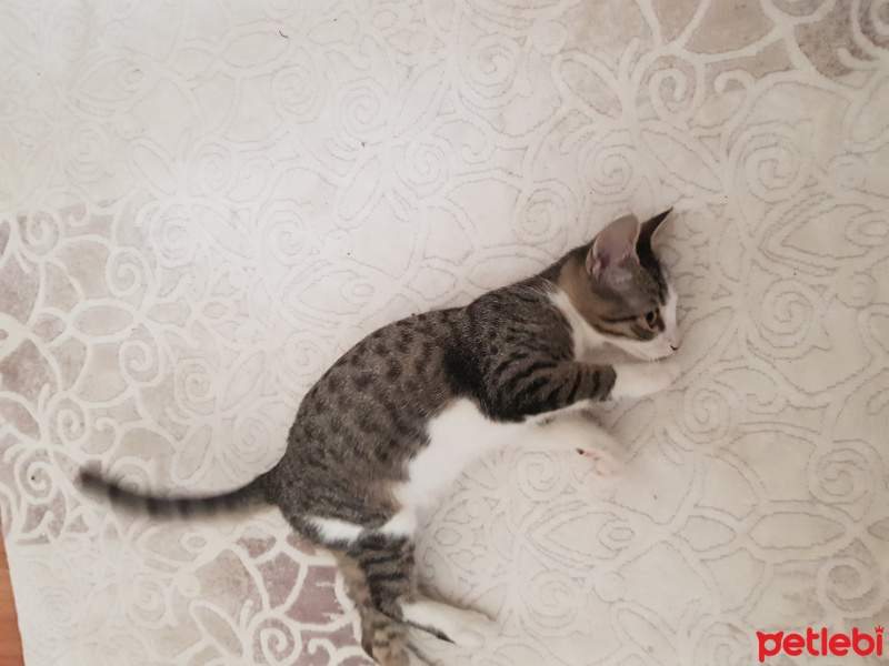 Tekir Kedi, Kedi  Tuli fotoğrafı