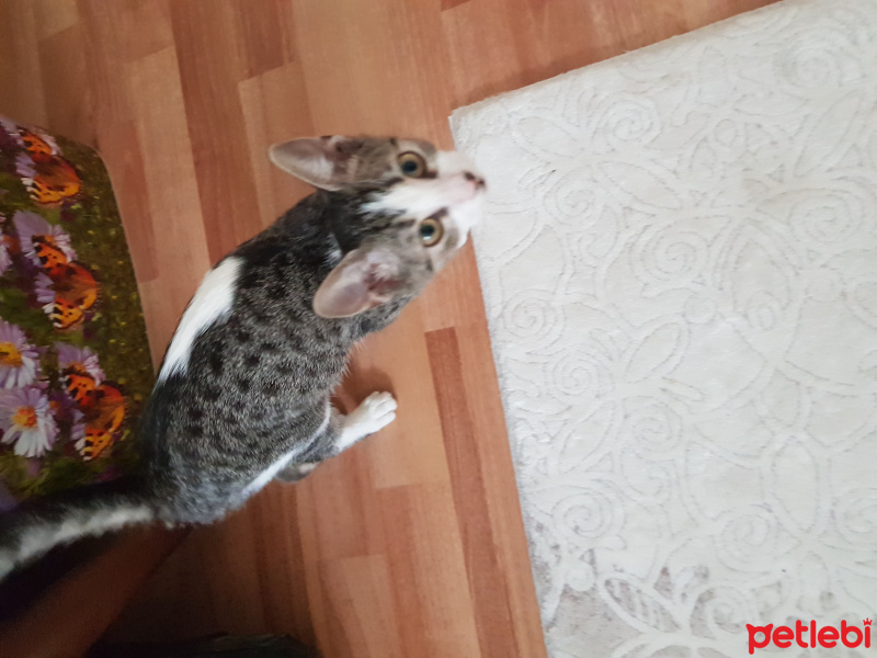 Tekir Kedi, Kedi  Tuli fotoğrafı