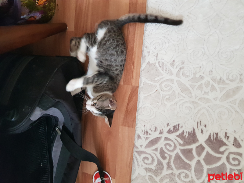 Tekir Kedi, Kedi  Tuli fotoğrafı