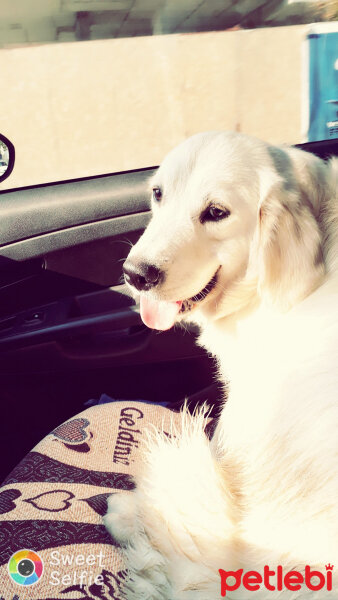 Golden Retriever, Köpek  Cesur fotoğrafı