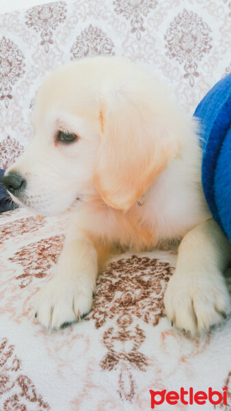 Golden Retriever, Köpek  Cesur fotoğrafı