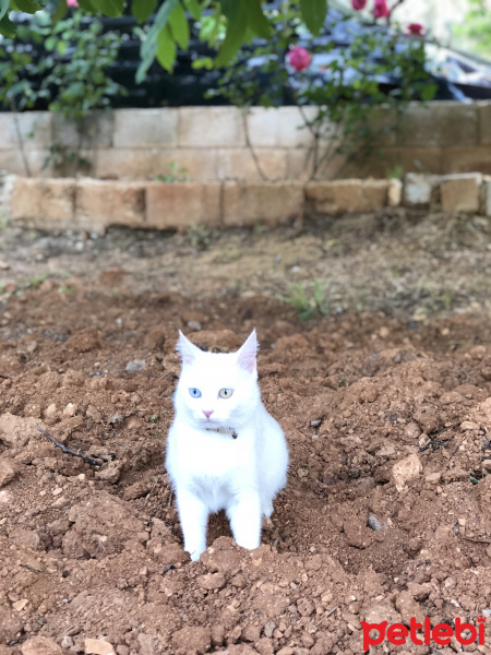 Van Kedisi, Kedi  Paşa fotoğrafı