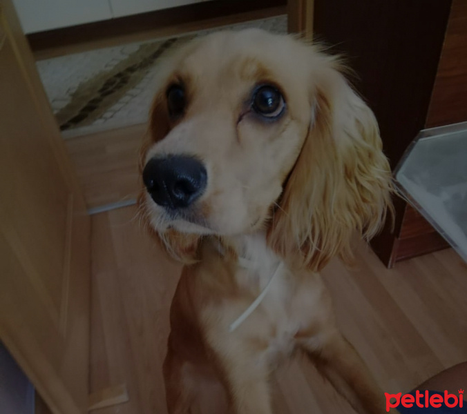 İngiliz Cocker Spaniel, Köpek  Limon fotoğrafı