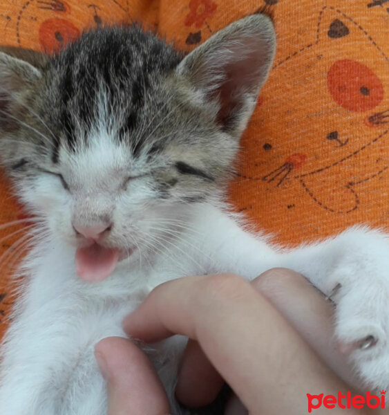 Tekir Kedi, Kedi  Boncuk fotoğrafı