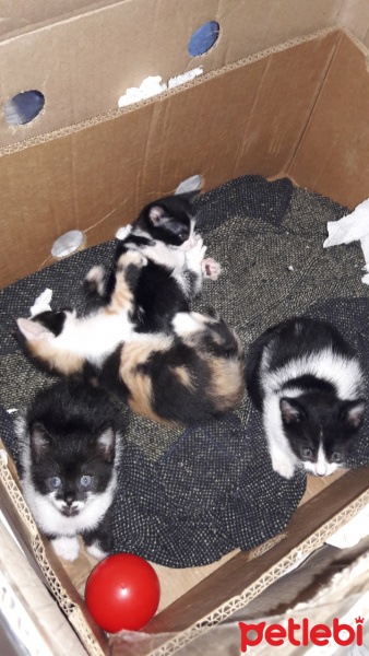Tekir Kedi, Kedi  Sisi fotoğrafı