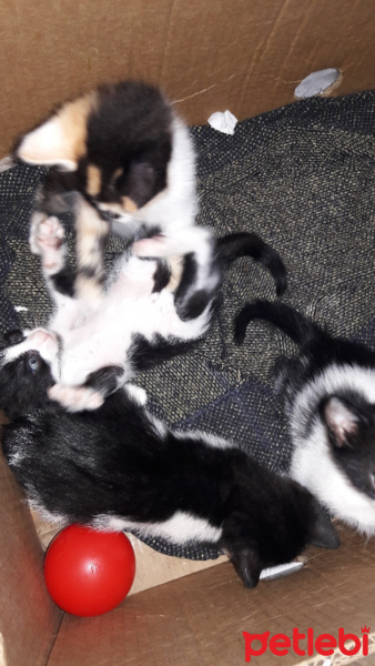 Tekir Kedi, Kedi  Sisi fotoğrafı