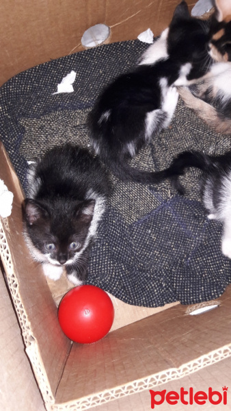 Tekir Kedi, Kedi  Sisi fotoğrafı