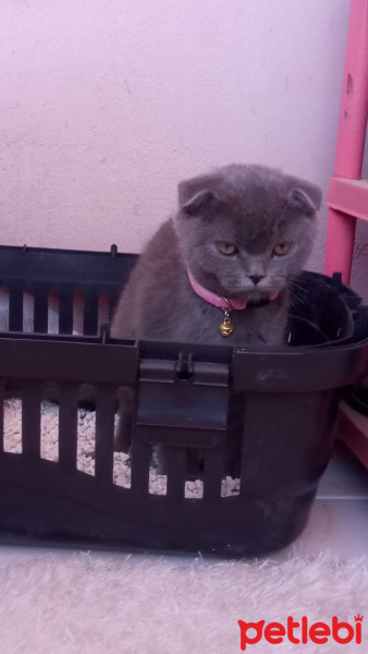 Scottish Fold, Kedi  Dora fotoğrafı