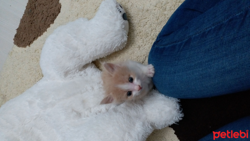 Tekir Kedi, Kedi  tarcin ve gece fotoğrafı