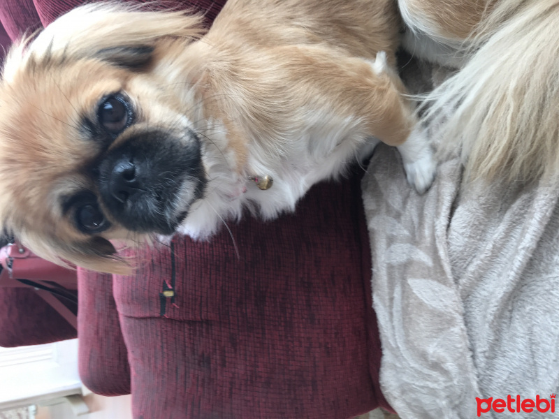 Pekingese, Köpek  Kinda fotoğrafı
