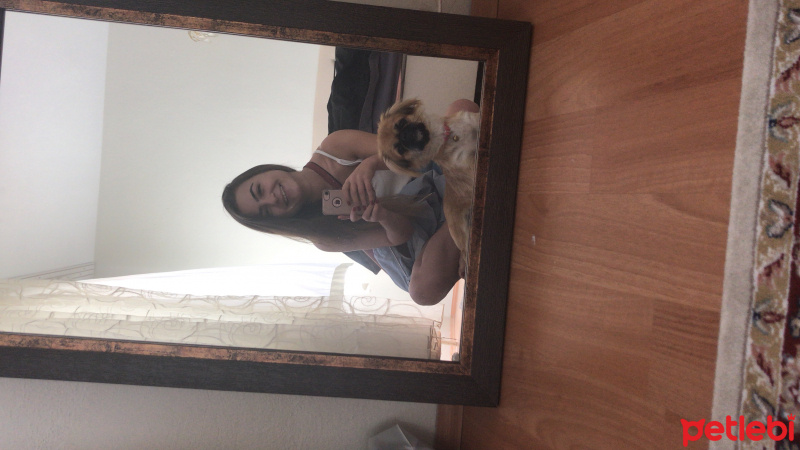Pekingese, Köpek  Kinda fotoğrafı